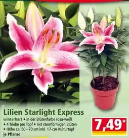 Norma Lilien Starlight Express winterhart Angebot