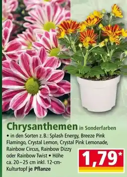Norma Chrysanthemen in Sonderfarben Angebot