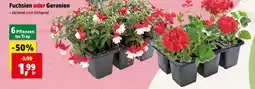 Thomas Philipps Fuchsien oder geranien Angebot