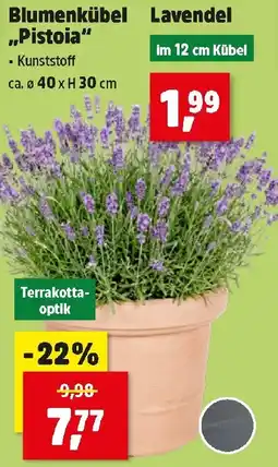 Thomas Philipps Blumenkübel Lavendel Pistoia Angebot