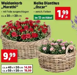 Thomas Philipps Weidenkorb Marathi Angebot