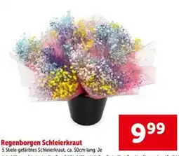 Interspar Regenborgen schleierkraut Angebot