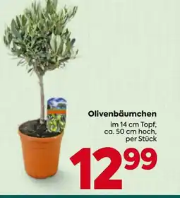 Billa Olivenbäumchen Angebot