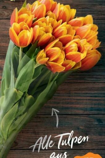 Billa Tulpen Angebot