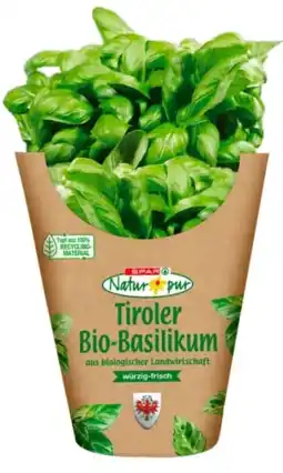 Eurospar Spar Natur pur Bio-Basilikum Angebot