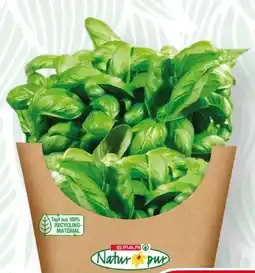 SPAR Gourmet Spar Natur pur Bio-Basilikum Angebot