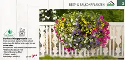 Salzburger Lagerhaus Surfinia hängepetunie Angebot