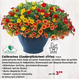Salzburger Lagerhaus Calibrachoa (zauberglöckchen) trio Angebot
