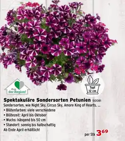 Salzburger Lagerhaus Spektakuläre sondersorten petunien Angebot