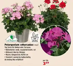 Salzburger Lagerhaus Pelargonium Marcada Angebot