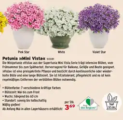 Salzburger Lagerhaus Petunia Mini Vista Angebot