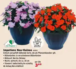 Salzburger Lagerhaus Impatiens Neu-Guinea Angebot
