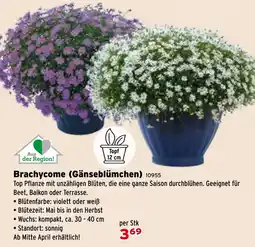 Salzburger Lagerhaus Brachycome (Gänseblümchen) Angebot