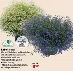 Salzburger Lagerhaus Lobelia Angebot