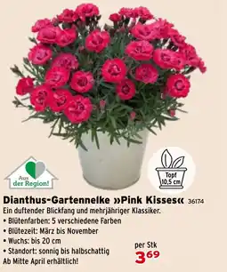 Salzburger Lagerhaus Dianthus-Gartennelke Pink Kisses Angebot