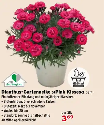 Dianthus-Gartennelke Pink Kisses