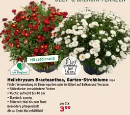 Salzburger Lagerhaus Helichrysum Bracteanthea, Garten-Strohblume Angebot