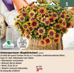 Salzburger Lagerhaus Osteospermum (Kapkörbchen) Angebot