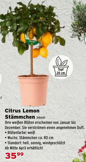 Citrus Lemon Stämmchen