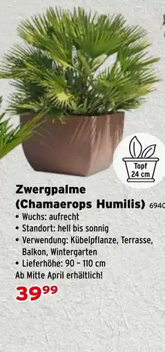 Salzburger Lagerhaus Zwergpalme (Chamaerops Humilis) Angebot