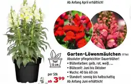 Salzburger Lagerhaus Garten-Löwenmäulchen Angebot