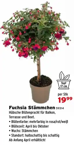 Salzburger Lagerhaus Fuchsia Stämmchen Angebot