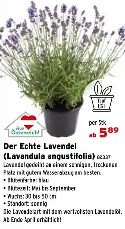 Salzburger Lagerhaus Der Echte Lavendel (Lavandula angustifolia) Angebot