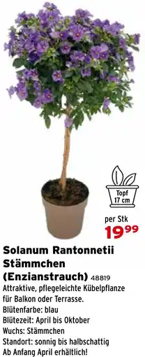 Salzburger Lagerhaus Solanum Rantonnetii Stämmchen (Enzianstrauch) Angebot