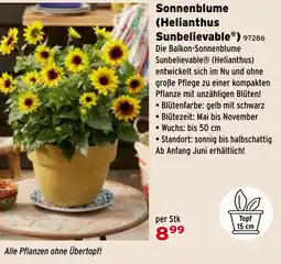 Salzburger Lagerhaus Sonnenblume (Helianthus SunbelievableⓇ) Angebot