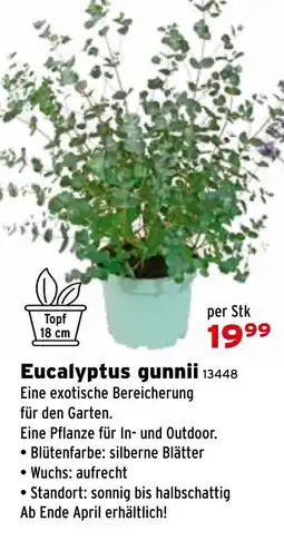 Salzburger Lagerhaus Eucalyptus gunnii Angebot