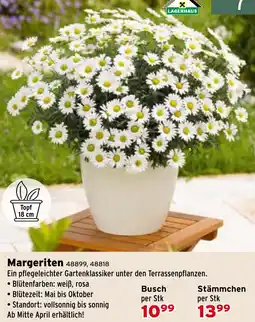 Salzburger Lagerhaus Margeriten Angebot