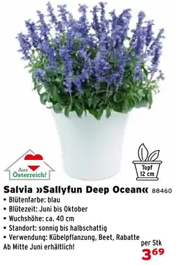 Salzburger Lagerhaus Salvia Sallyfun Deep Ocean Angebot