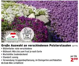 Salzburger Lagerhaus Große Auswahl an verschiedenen Polsterstauden Angebot