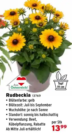 Salzburger Lagerhaus Rudbeckia Angebot