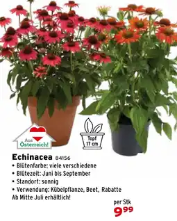 Salzburger Lagerhaus Echinacea Angebot