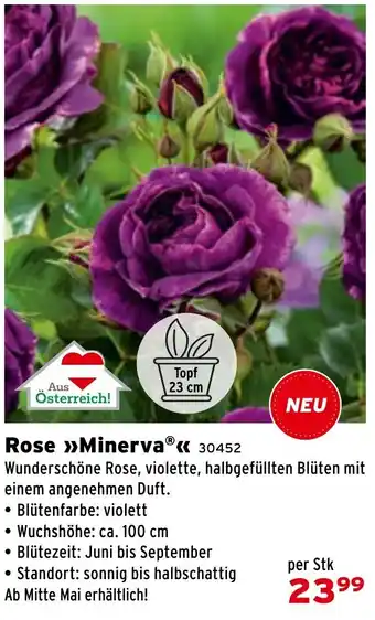 Rose Minerva