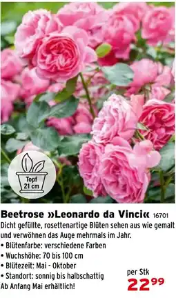 Salzburger Lagerhaus Beetrose Leonardo da Vinci Angebot