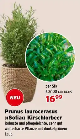 Salzburger Lagerhaus Prunus laurocerasus Sofia Kirschlorbeer Angebot
