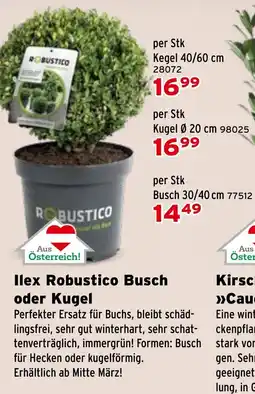 Salzburger Lagerhaus Ilex Robustico Busch oder Kugel Angebot