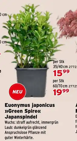 Salzburger Lagerhaus Euonymus japonicus Green Spire Japanspindel Angebot