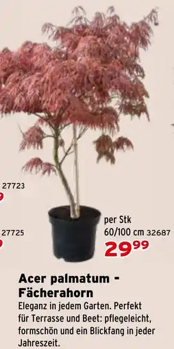 Salzburger Lagerhaus Acer palmatum Fächerahorn Angebot