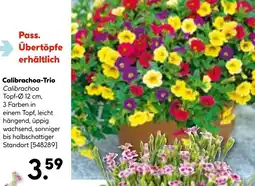 Hellweg Calibrachoa-Trio Angebot