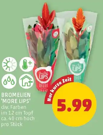 PENNY Bromelien 'MORE LIPS' Angebot