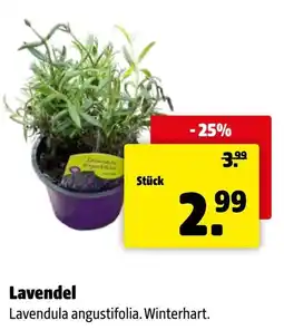 Eurogast Grissemann Lavendel Angebot