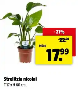 Eurogast Grissemann Strelitzia nicolai Angebot