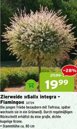 Salzburger Lagerhaus Zierweide Salix integra Flamingo Angebot