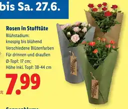 Lidl Rosen in Stofftüte Angebot