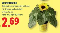 Lidl Sonnenblume Angebot