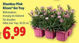 Lidl Dianthus Pink Kisse 6er Angebot