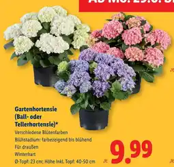 Lidl Gartenhortensie Ball oder Tellerhortensie Angebot